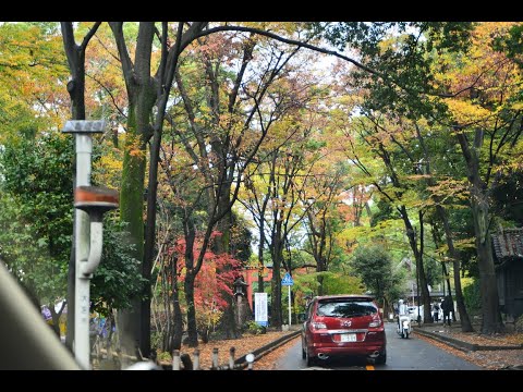 「女のみち」宮史郎　ぴんからトリオ　歌詞付き　氷川神社　晩秋の参道　アルトサックスで　島本光弘　絵夢島/PIXTA