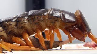 LIVE FEEDING Giant centipede (Scolopendra subspinipes)