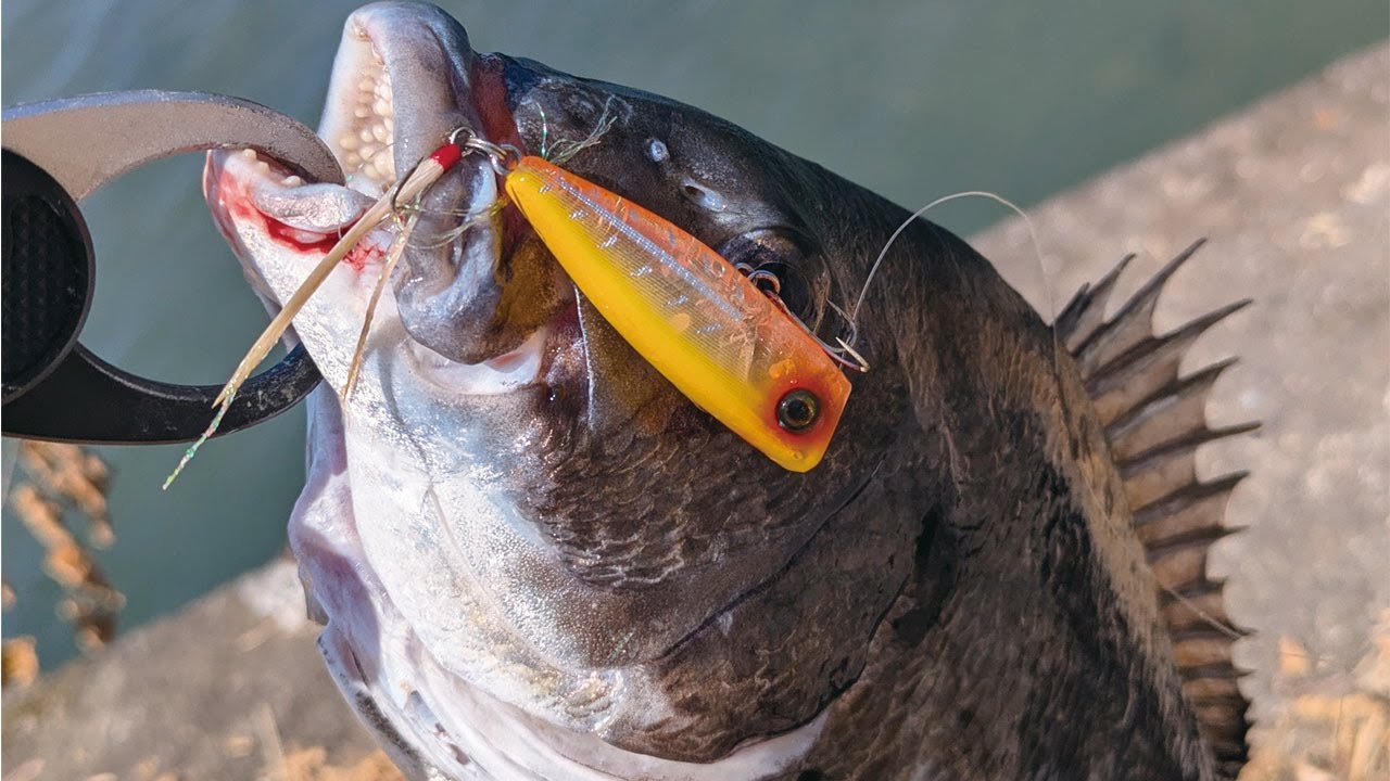 【チヌトップゲーム】 真夏の8月にトップウォーターでチヌを釣ってきた