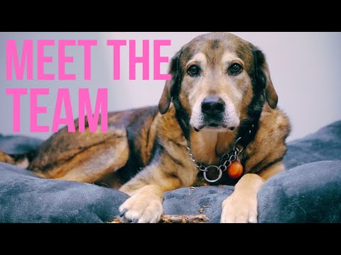 Meet the team | A day at the office.