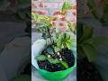 Amrood Ke Phool Girne Se Kaise Roke 🌸Guava Plant Care tips After Flowering #shortfeed #guavaplant