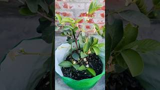 Amrood Ke Phool Girne Se Kaise Roke 🌸Guava Plant Care tips After Flowering #shortfeed #guavaplant