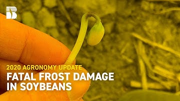 Fatal Frost Damage in Soybeans | Beck