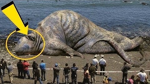 OMG! Capuchin Monkey Save Mouse From Banded Krait Snake Hunt Amazing Python vs Big Cat