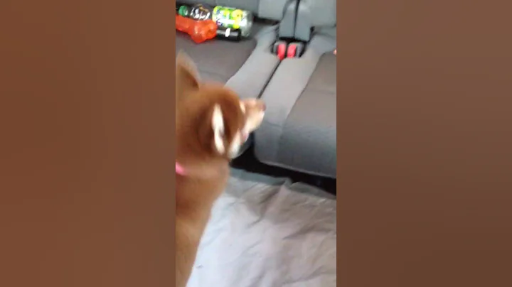 Ginger makes it onto the truck seat