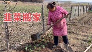 韭菜长势不好 老妈气的把它们连根挪走 换土上粪伺候的可真仔细