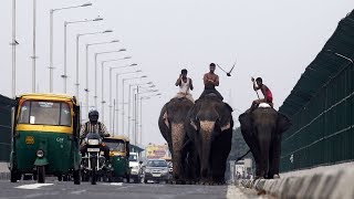 Les derniers éléphants urbains de Delhi