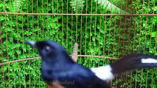 Murai batu (White-rumped shama Singing)