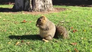 The Fattest Squirrel Ever!