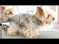 PetGroooming - Yorkie Transformation of the Month! Grooming Yorkshire Terrier.