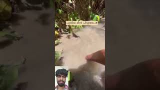 പുതിയ മീൻ പിടുത്തം #mallutraveler#fishingfreaks#shortsX#mallu#malayalam#m4tech