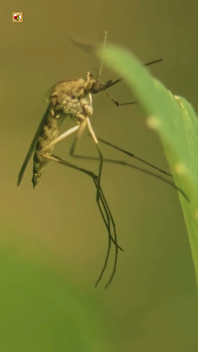 Culex Mosquito Sounds 🦟 (Close-Up of the Common House Mosquito)