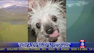 'Ugly Dog Contest.'