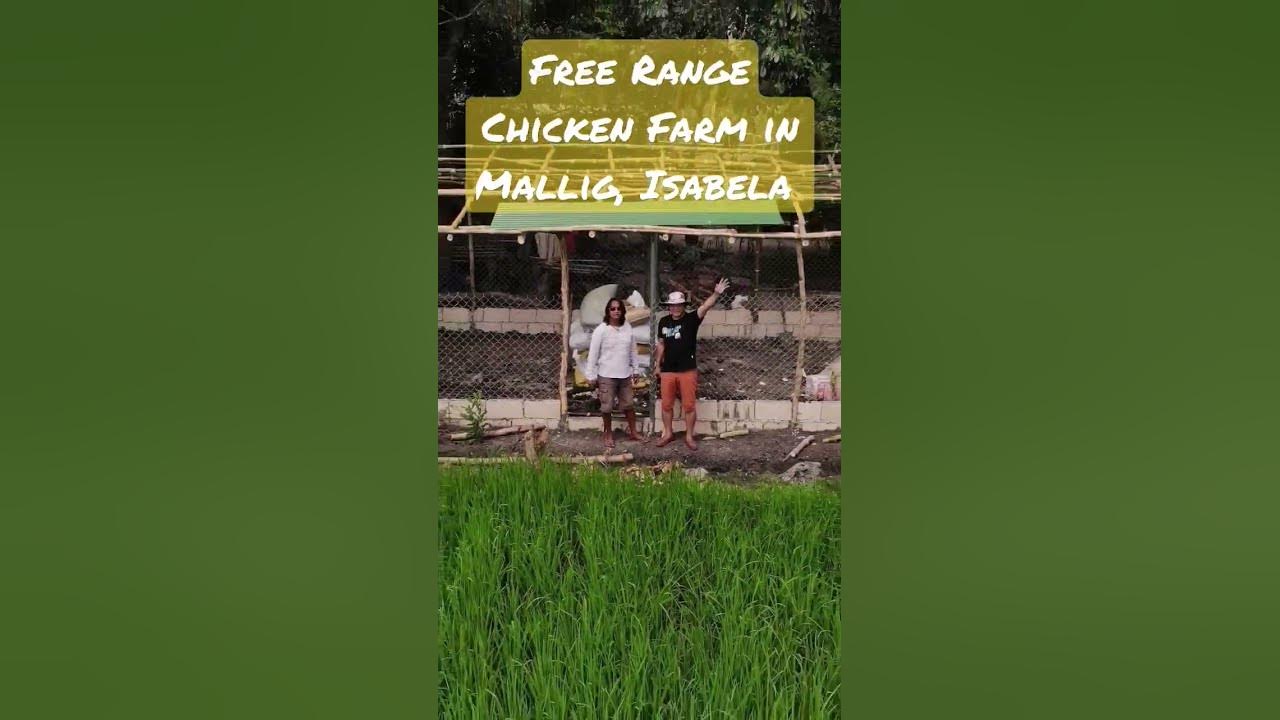 Free Range Chicken Farm sa Mallig, Isabela 😍😃freerangechicken 