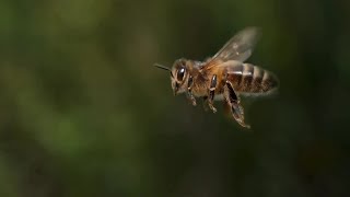Raid of bees seen in our valley, beekeepers advise how to handle them