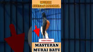 Masteran Murai Batu Suara Tajam, Cocok Untuk Latihan Lomba #muraibatu #kicaumania #shorts