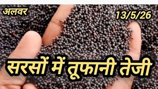 सरसों भाव में तेजी जारी 13/5/26#sarso_ka_bhav_today_rajasthan
