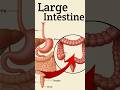 Large Intestine | Parts and Functions | Digestive System #largeintestine #digestivesystem