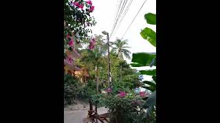 A Walk In Paradise Puerto Vallarta Mexico