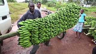 Бананы - Как Это Устроено_! Самые Невероятные Технологии сбора Урожая в Мире