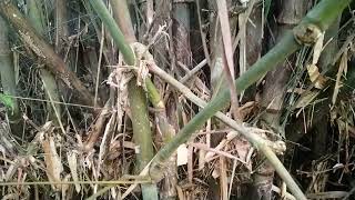 Download Lagu SIAPA YG BERHAK MENDAPATKAN BAMBU PETUK ASLI  MP3