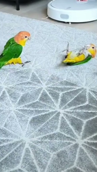 Wrestling Love Birds?! 🙀🦜🥊