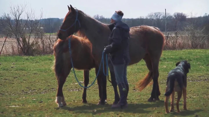 Groundwork for gaited horses - part 1