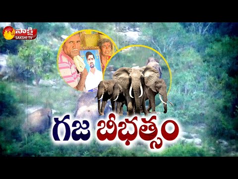 Special Focus On Elephant Group Hulchul In Chittoor District | Sakshi TV Ground Report - SAKSHITV