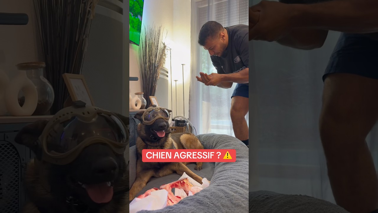 Qui aime son nouveau casque ? 😅 #malinois #ades #garde #os #protectionressource