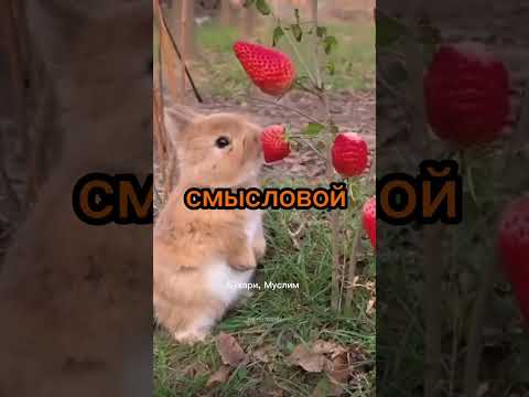 #Аллах #Ислам #Таухид #Коран #напоминание