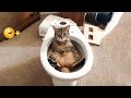 😱 It&#39;s To LAUGH When Watching This Video Of The FUNNIEST CATS On Earth 😱 - Funny Cats Life