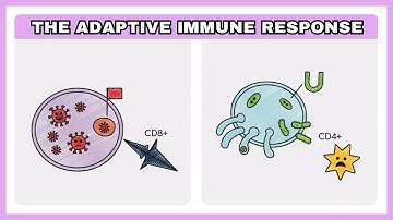 The Adaptive Immune Response: MHC, Antigen Recognition, T Cells, B Cells & Cytokines
