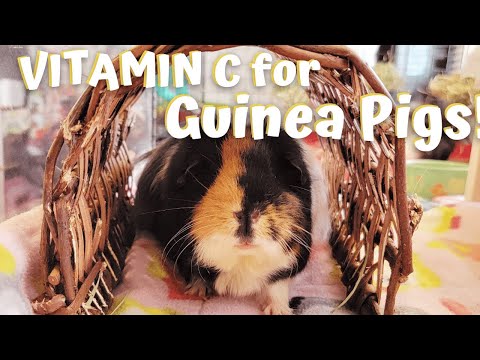 Vitamin C for Guinea Pigs | why guinea pigs need it & how to give guinea pigs vitamin c
