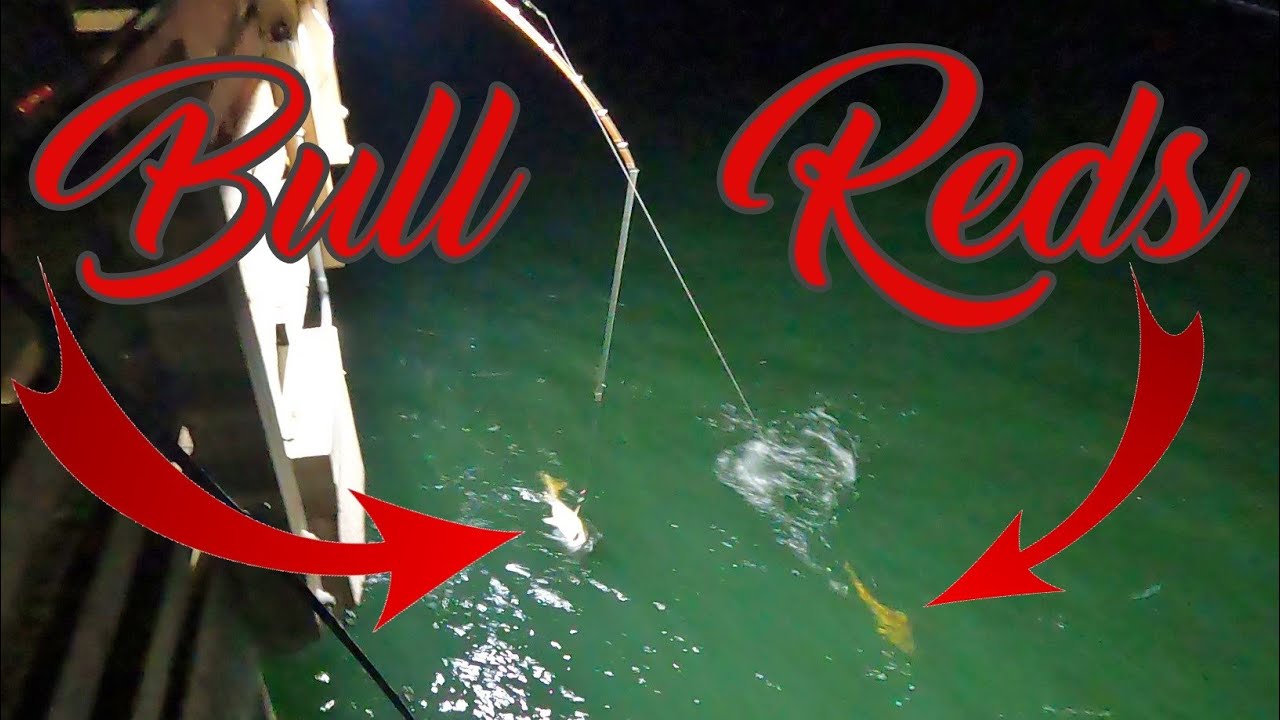 Bull Red Run Has Started !!!! Pier was Fire Fishing Galveston Pier