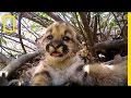 Cute Mountain Lion Kittens | National Geographic