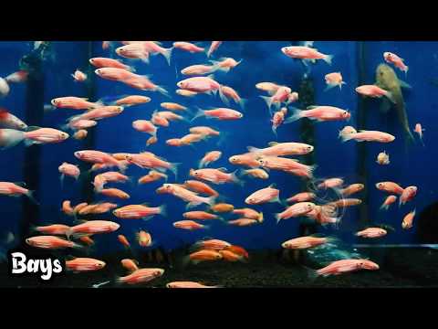 Video: Fitur Ikan Tudung Merah Kecil