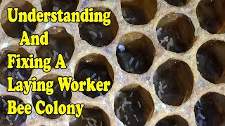 Understanding / Fixing A Laying Worker Colony (Drone Layers)