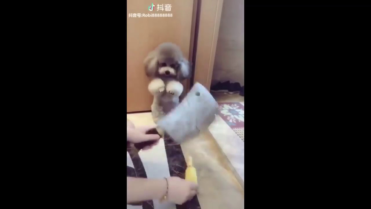 Funny video how to train animals,amazing video YouTube