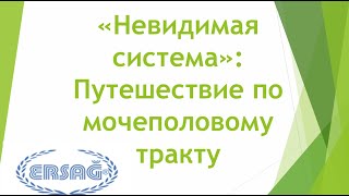 "Невидимая система".Путешествие по мочеполовому тракту. Силина Татьяна, Лидер ЭРСАГ.