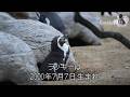 海響館 おばあちゃんペンギン”ラッキー”のアバンチュ~ル
