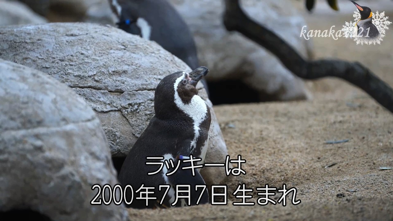 海響館 おばあちゃんペンギン”ラッキー”のアバンチュ~ル