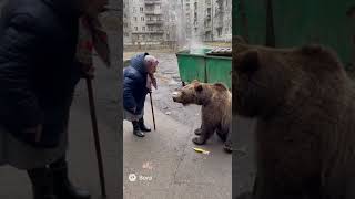 Бабушка отчитала медведя на помойке за беспорядок! 🐻🗑️ "Не на моей помойке!"