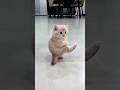cat tum Achcha dance karte ho🫢#cat #shorts