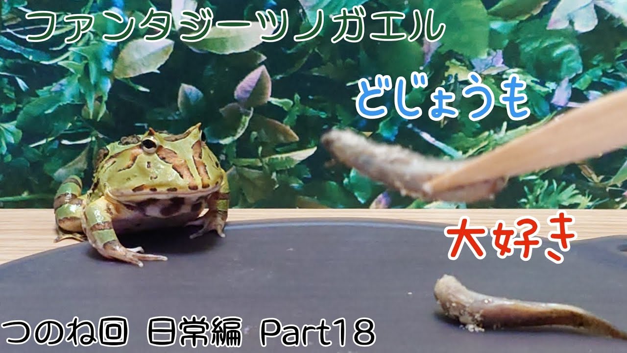 ファンタジーツノガエルのつのね　どじょうも大好き　日常編　Part18
