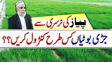 How to control weeds from Onion Nursery at different stages || Crop Reformer