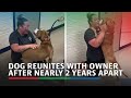 Tears of joy as dog reunites with owner after nearly 2 years apart | ABS-CBN News