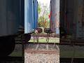 Wagon to wagon CBC auto coupling.. 🚊🚊 || #viral #train #railway #shorts #trending #coupling #wagon