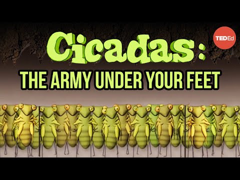 Cicadas: The dormant army beneath your feet - Rose Eveleth