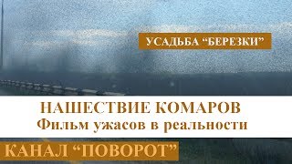 Нашествие комаров как в фильмах ужасов Нашествие комаров как в фильмах ужасов