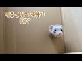 동생에게 매일 시달리는 페럿에게 전용 은신처 만들어주기 | Make the private shelter for the ferret